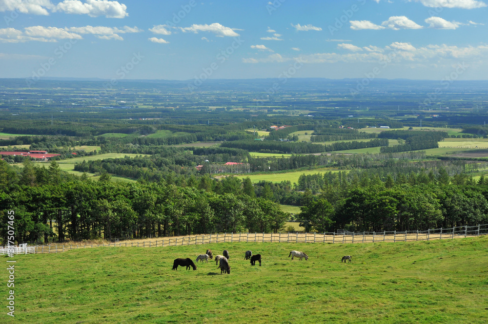 Fototapeta premium Pasture in Shihoro high plain