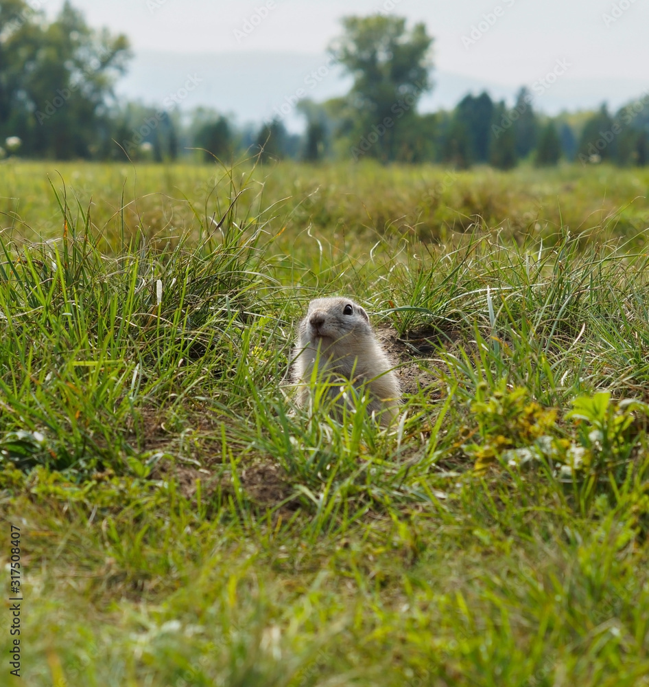 Fototapeta premium gopher peeks out of the mink on the green field