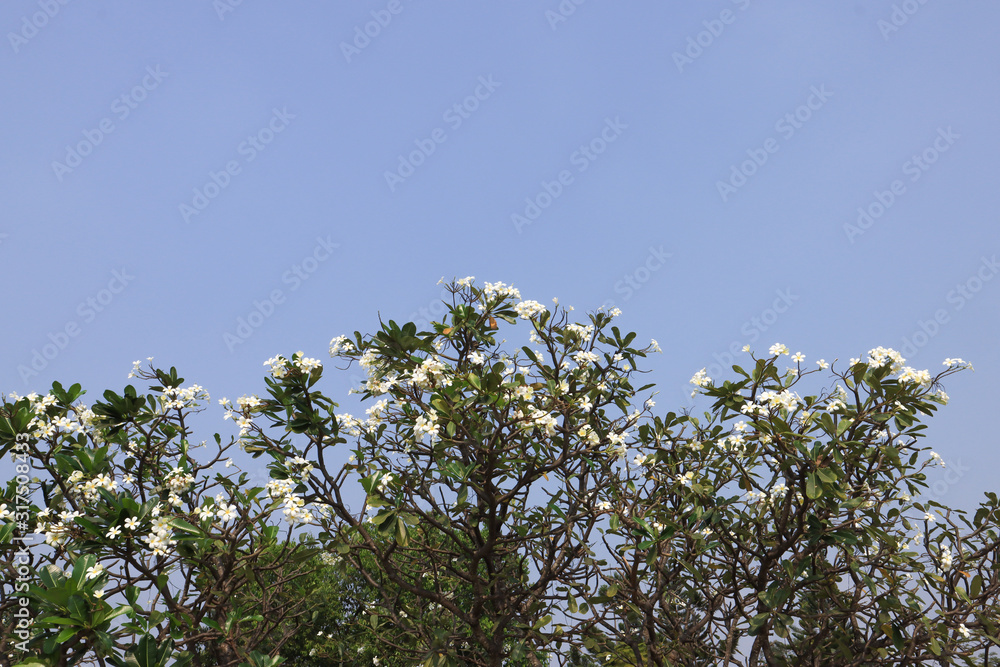 Blooming Plumeria tree with blue sky and white cloud. Frangipani (Plumeria) branch with blue sky background. Plumeria is a genus of flowering plants in the family Apocynaceae. Blooming Plumeria flower Blooming Plumeria tree with blue sky and white cloud. Frangipani (Plumeria) branch with blue sky background. Plumeria is a genus of flowering plants in the family Apocynaceae. Blooming Plumeria flower