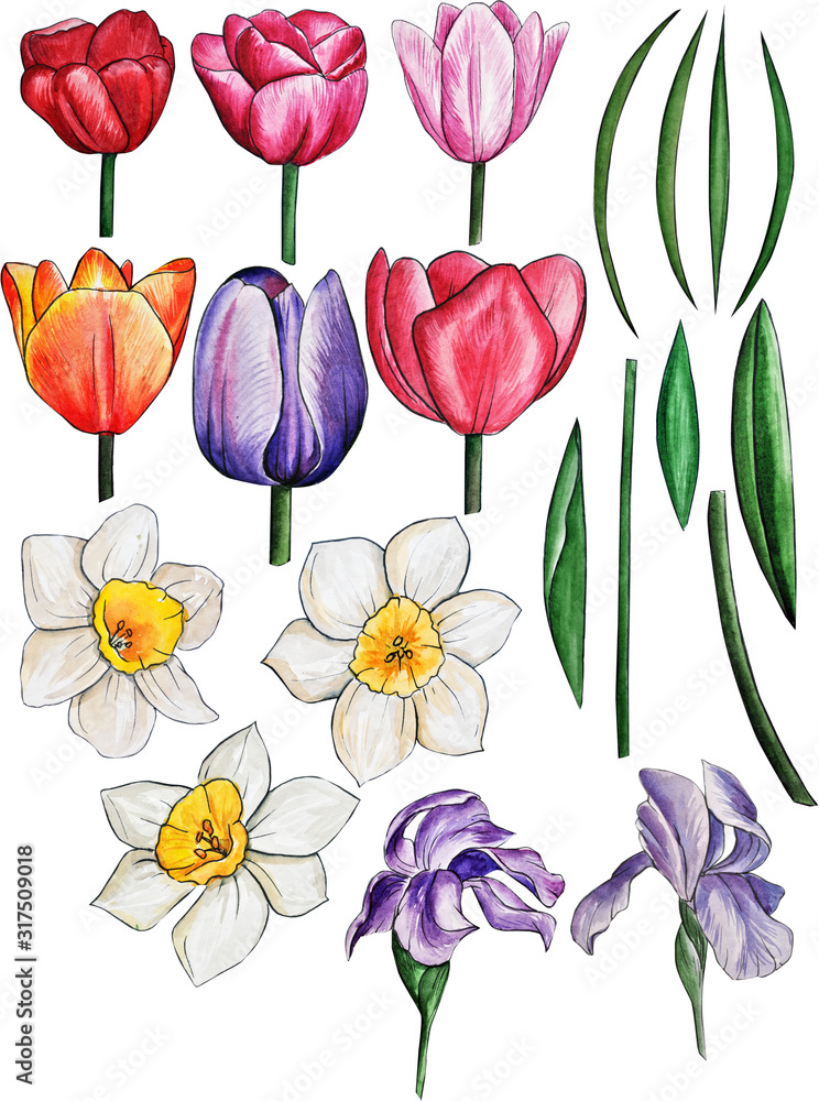 Obraz premium hand-drawn watercolor spring flowers. daffodils, tulips, irises, leaves. Frames, wreaths