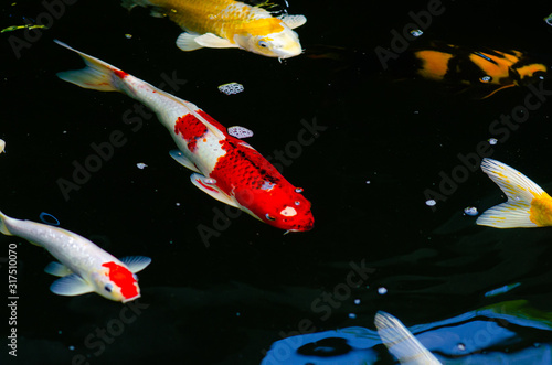 Japan Koi fish swimming in a water garden,fancy carp fish,koi fishes,Koi Fish swim in pond.Isolate background is black.Fancy Carp or Koi Fish are red,orange photo