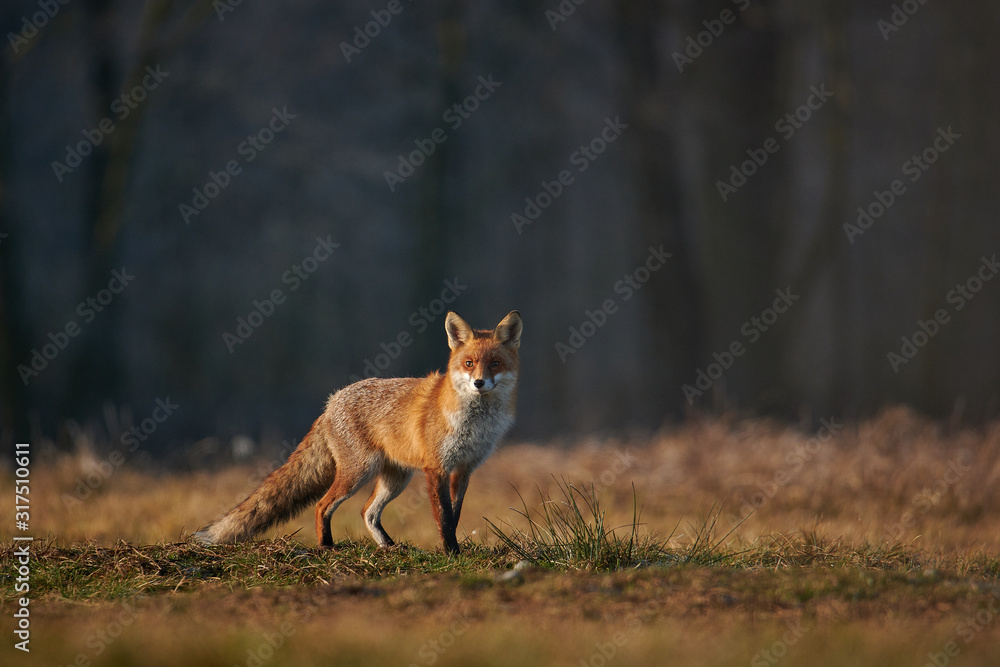 Portrait Of A Beautiful Fox