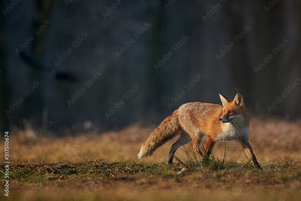 Obraz premium hunting fox surrounded by ravens