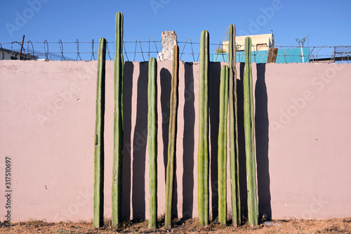 Set of Mexican fencepost cactus (Pachycereus marginatus) along sidewalk, backed by concrete wall photo