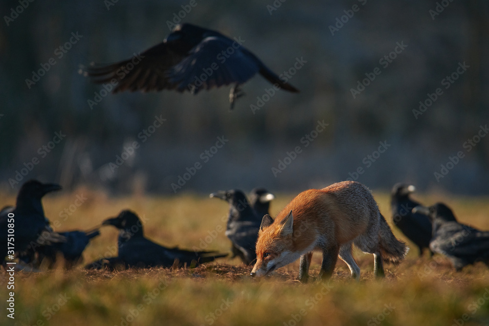 Fototapeta premium hunting fox surrounded by ravens
