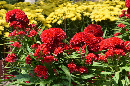 Red and Yellow Celosia (Cockscomb) Flowers for Tet © Globepouncing