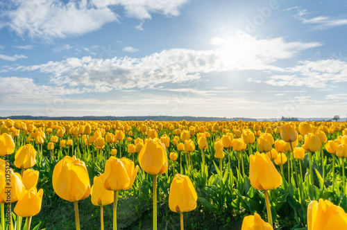 Backlit yellow flowers in bloom at the Skagit tulip festival
