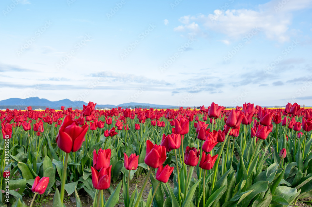 Red tulips in bloom, Skagit Tulip Festival, Skagit valley, WA, PNW