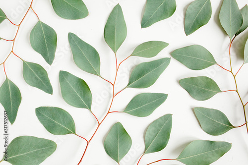 Pattern with green leaves eucalyptus populus isolated on white background. Flat lay, top view