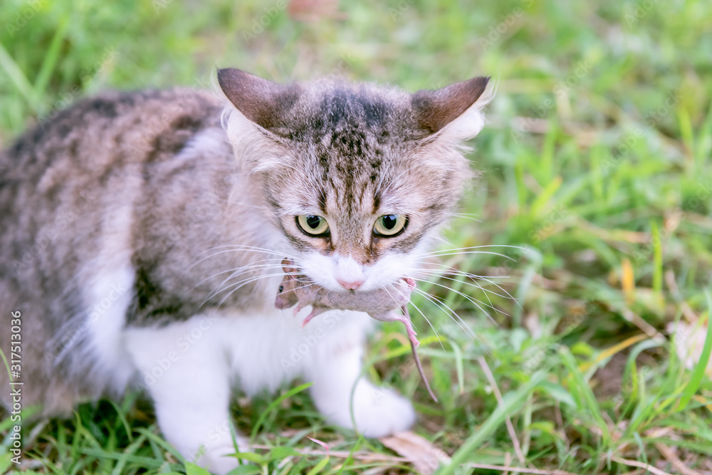 Domestic house cat holding small mouse in mouth