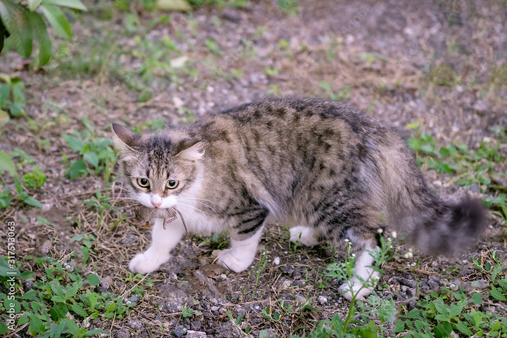 Domestic house cat holding small mouse in mouth Domestic house cat holding small mouse in mouth