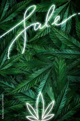 Fototapeta Naklejka Na Ścianę i Meble -  Creative background of cannabis leaves, marijuana and a neon sign Sale. Flat Lay Copy Space