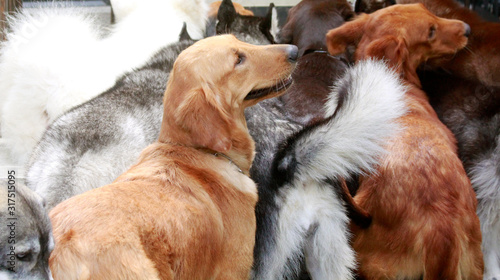Group of Golden Retriever and Siberian Husky dog looking for food 