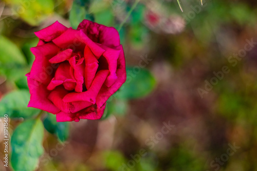 Beautfiul red rose macro shot from top. Spring and valentines day concept photo