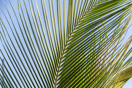 Beautiful big Cocos nucifera palm leaf is on the beach orange sunrise sky background