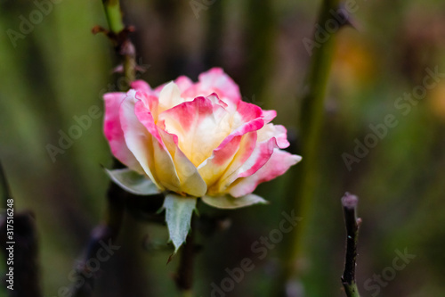 beautiful floribunda rose flowers with dark leafless branches. Autumn concept photo