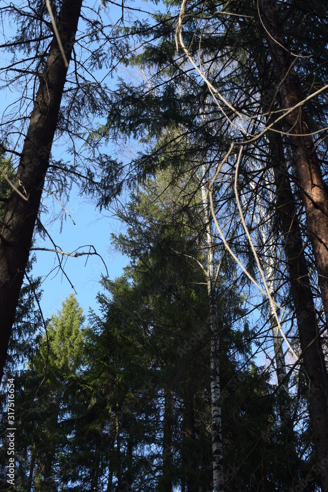 Fototapeta premium trees in the forest