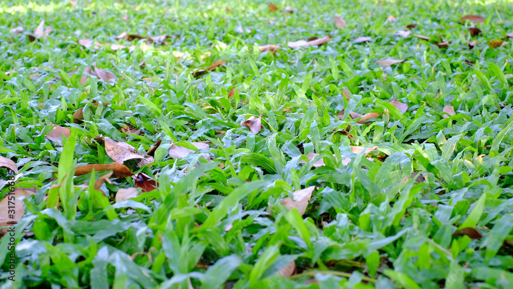 Green grass background in rainny day, green grass grows along the sidewalk Green grass background in rainny day, green grass grows along the sidewalk