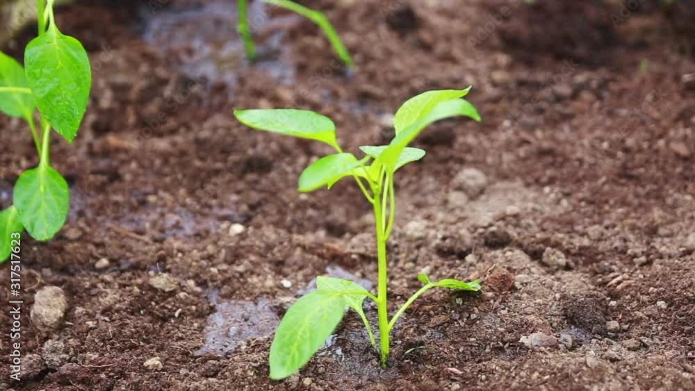 Watering plant in home greenhouse. Home gardening. Growing a small plant Watering plant in home greenhouse. Home gardening. Growing a small plant