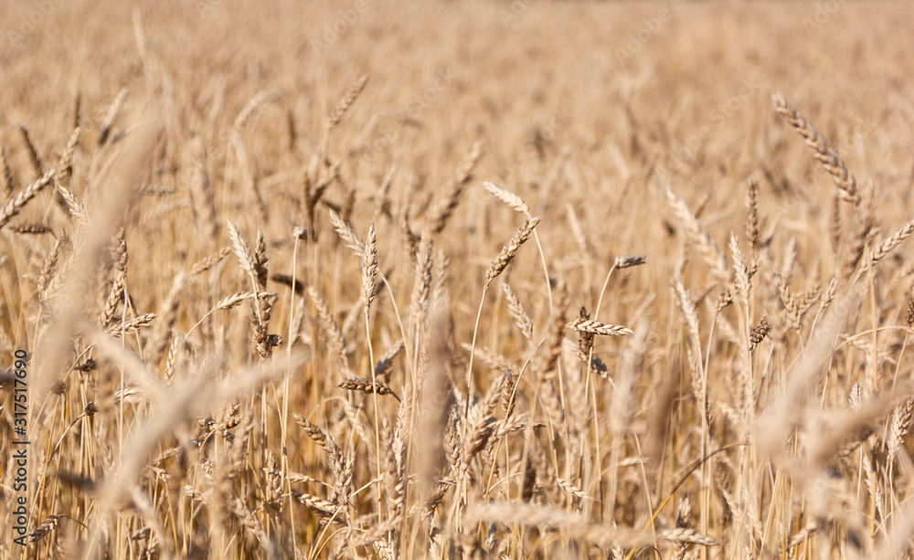 Fototapeta premium Golden yellow field of ripe wheat with golden spikelets, selective focus