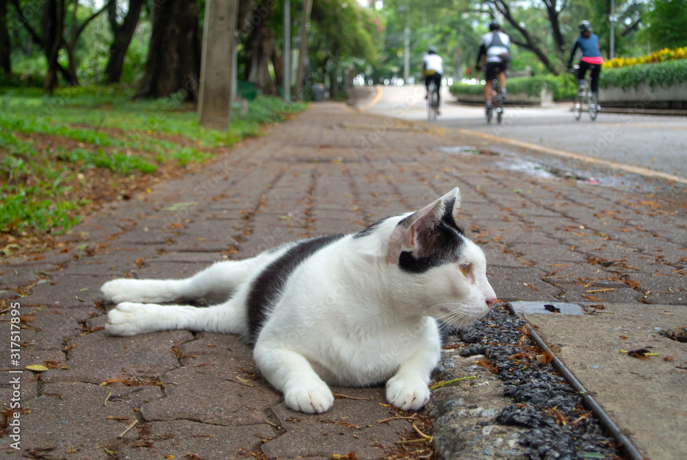 White cat lying on floor in the garden, Looking at space with blurred man riding bike background.
