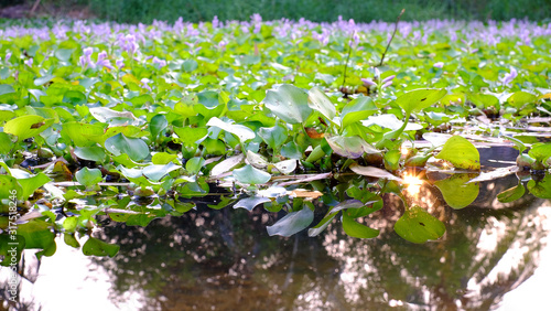Beautiful purple flowers  on green leave  background in Swamp