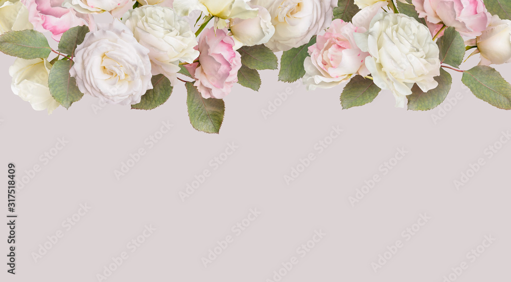 Floral banner, header with copy space. White roses isolated on pastel grey  background. Natural flowers wallpaper or greeting card. Stock Photo | Adobe  Stock