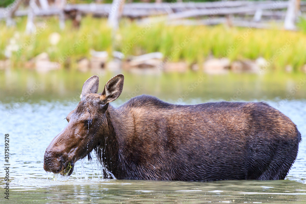 Shiras Moose Cow in a Colorado Lake Eating Lake Grass. Shiras are the smallest species of Moose in North America Shiras Moose Cow in a Colorado Lake Eating Lake Grass. Shiras are the smallest species of Moose in North America