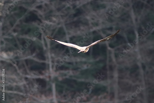 トビの飛翔 photo