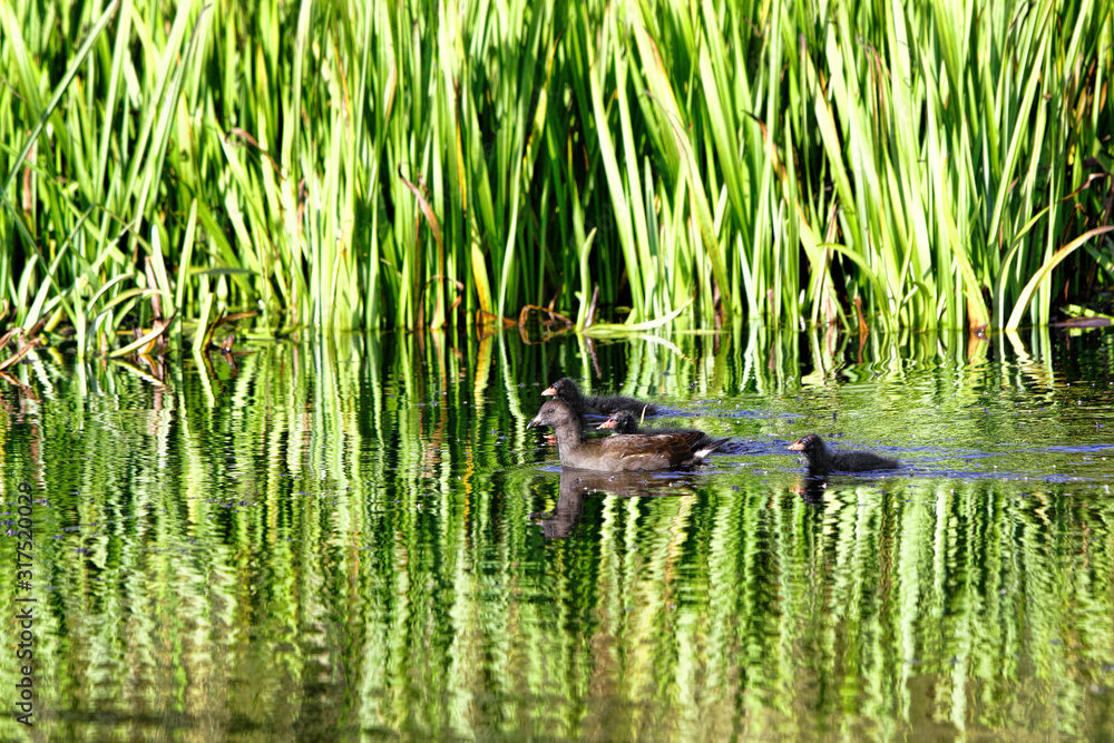 Moorhen juvenile with three moorhen chicks on a calm pond with reflections of reeds in the water Moorhen juvenile with three moorhen chicks on a calm pond with reflections of reeds in the water