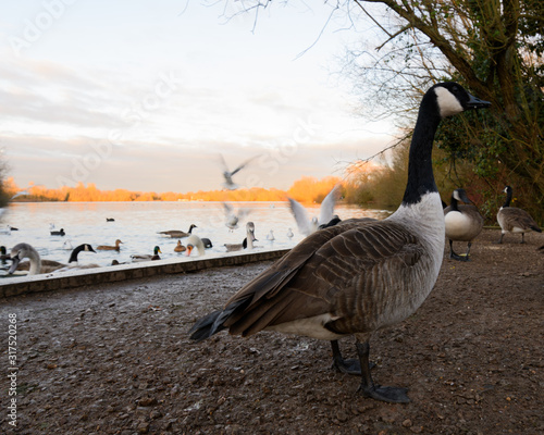 Like a Goose Out of Water photo