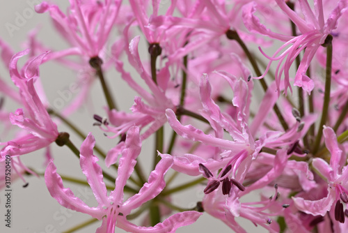 Pink nerine flowers, undulata, white background photo