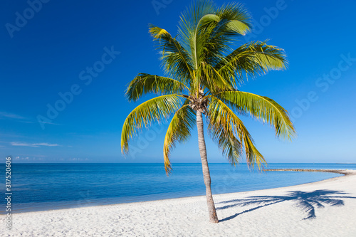 Fototapeta Naklejka Na Ścianę i Meble -  Palm tree on sandy Smathers Beach on the Atlantic Ocean in Key West Florida on a blue sky summer day with no people