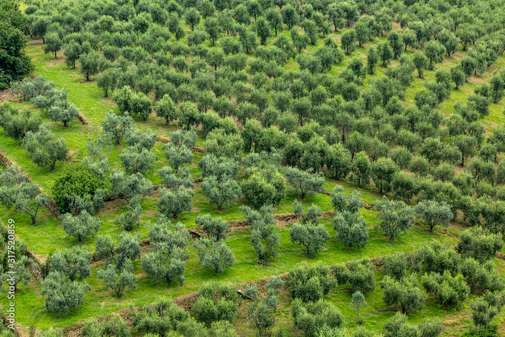 Olive Tree Plantation - Aerial View