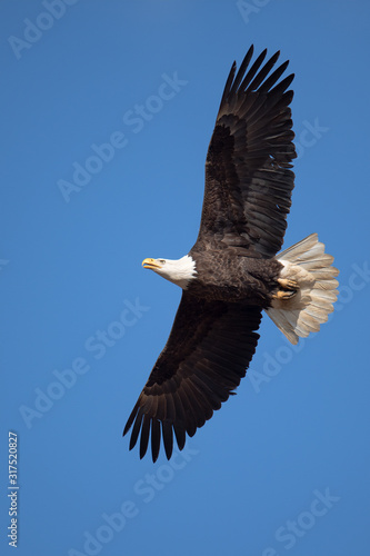 An American Bald Eagle displaying full wingspand and tail feathers.