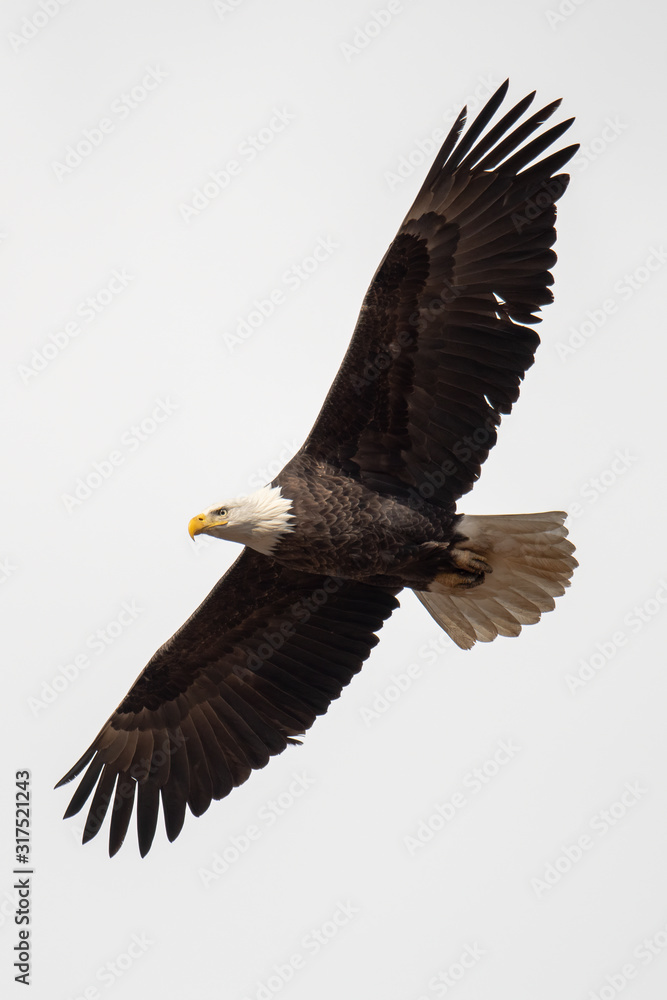 An American Bald Eagle in flight against a white sky. An American Bald Eagle in flight against a white sky.