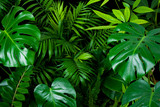 Dark green foliage nature background from clean tropical plant leaves