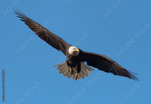 A majestic American Bald Eagle in flight. © RGL Photography