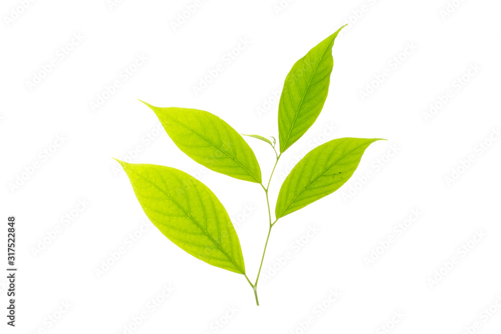 Green leaf texture white background 