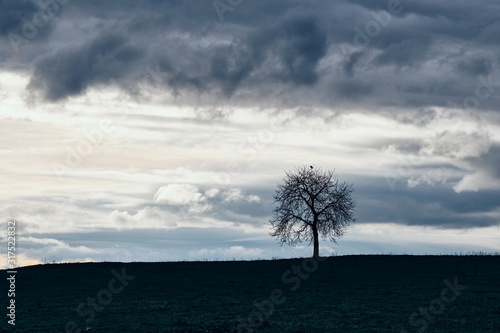 A lonely bare tree on a field in a moody grey landscape with a grey sky with clouds. Seen near Heroldsberg, Germany, March 2019