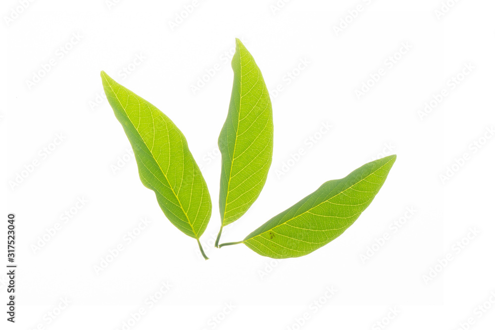 Obraz premium Green leaf texture white background 