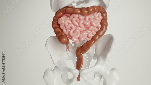 human digestive organs - 3d rendering