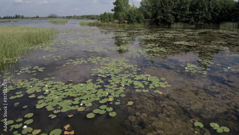 Quarry lake with white water lilies. Aerial view. Quarry lake with white water lilies. Aerial view.