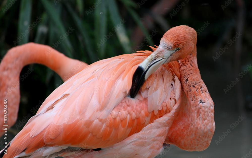A pink flamingo cleans its feathers