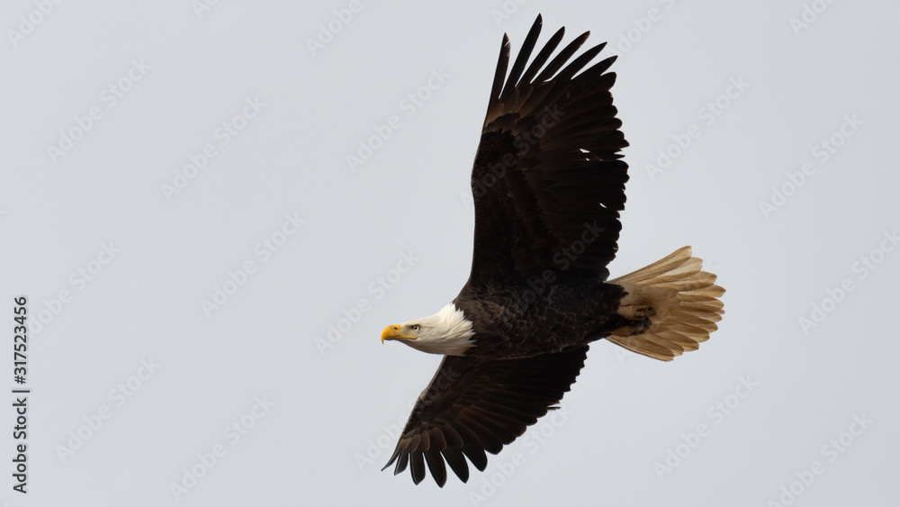 Fototapeta premium A closeup of an American Bald Eagle in flight against a white sky.