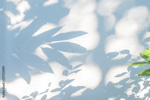 Leaves shadow and tree branch background.