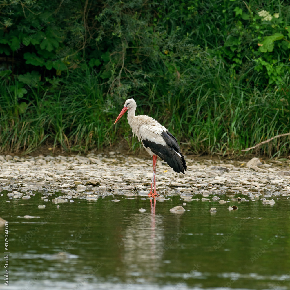 White stork (Ciconia ciconia) on the river bank in the forage biotope. European stork, Ciconia, in natural environment. White stork (Ciconia ciconia) on the river bank in the forage biotope. European stork, Ciconia, in natural environment.
