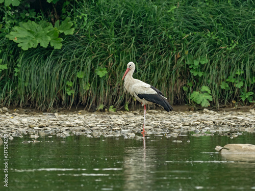   White stork (Ciconia ciconia) on the river bank in the forage biotope. European stork, Ciconia, in natural environment.