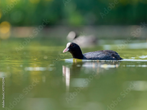 The Eurasian coot (Fulica atra), also known as the common coot or Australian coot, is a member of the rail and crake bird family, the Rallidae.