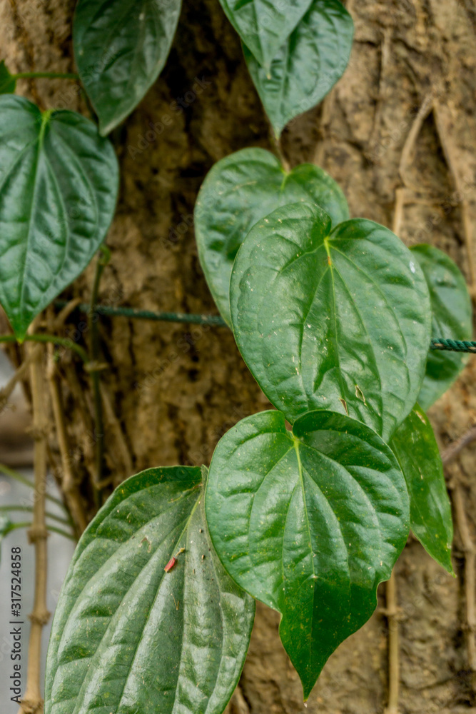 Obraz premium Green plant in garden and blur background, flash condition